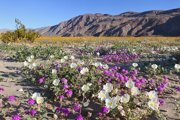 Desert Wildflower