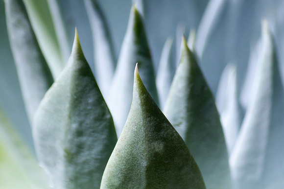 Cactus Close-Up