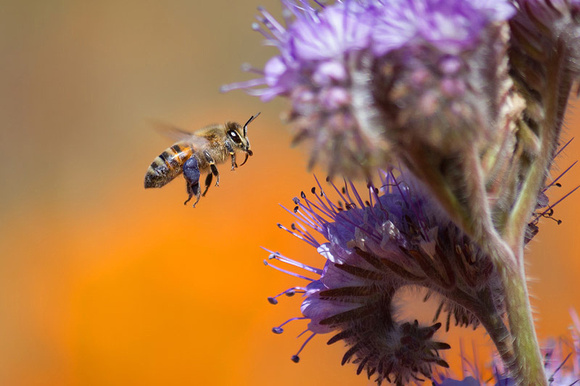 Honeybee and Purple Tansy Flower
