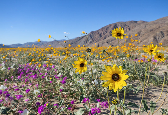 Wildflower  in Anza Borrego Desert