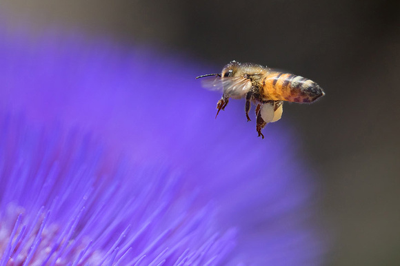 Honeybee and Purple Thistle