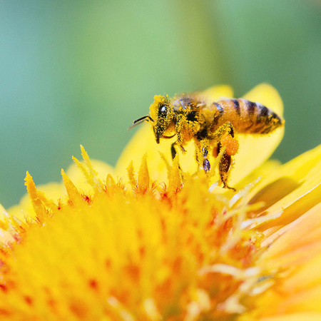 Honeybee and Yellow Daisy