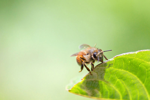 Honeybee on Edge