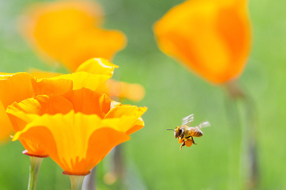 Honeybee and Poppy