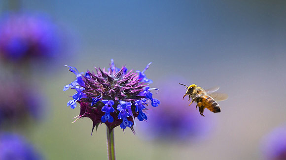 Honeybee and Chia