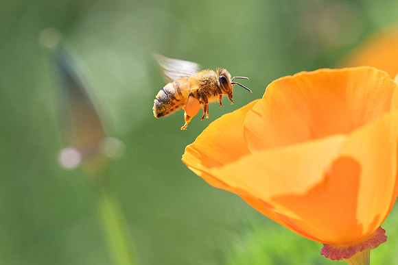 Honeybee and Poppy