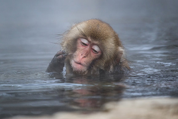 Snow Monkey in Hot Springs