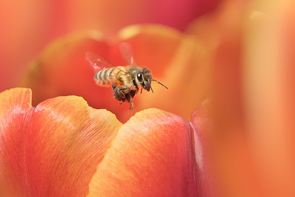 Honeybee and OrangeTtulips