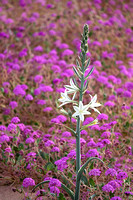 Desert Lily Sanctuary