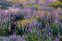 Photographing Wildflower
