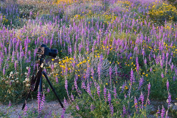Photographing Wildflower