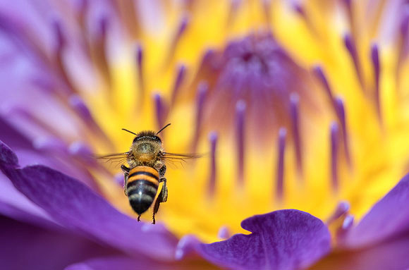 Honeybee Flying to Lotus Flower