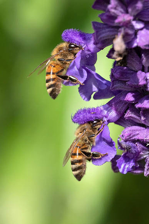 Two Honeybees on Purple Flower