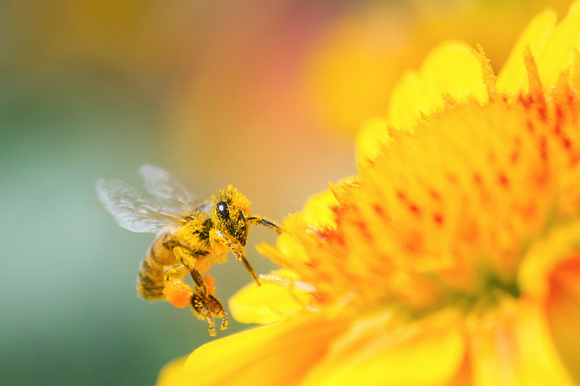 Pollen Covered Honeybee