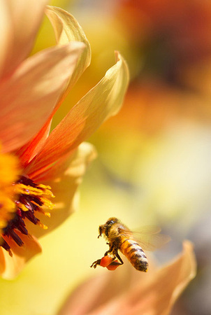 Honeybee and Dahlia