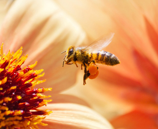 Honeybee and Dahlia