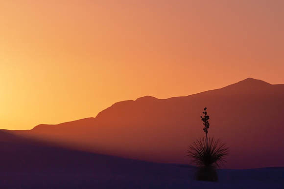 Yucca at Sunset 4