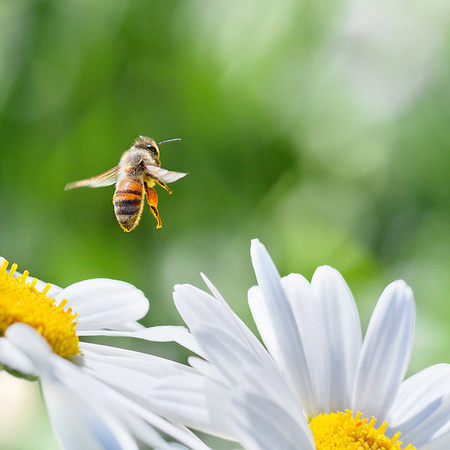 Honeybee and White Daisy