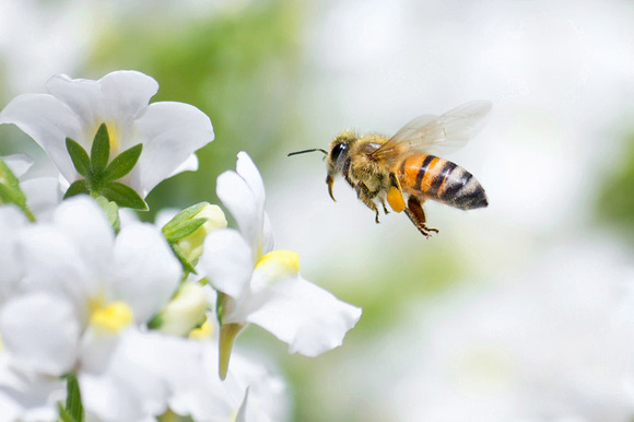 Honeybee and White Nemesia