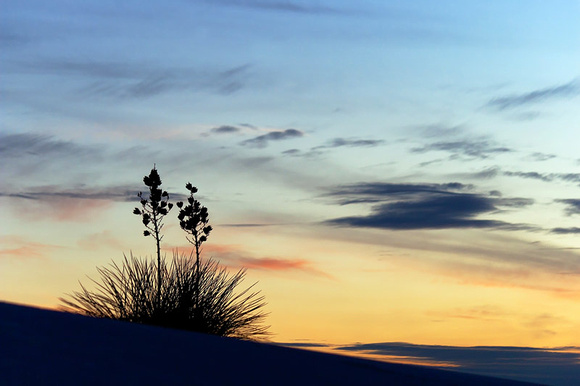 Yucca at Sunset 5