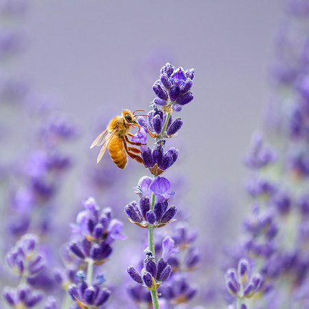 Orange Bee and Lavender
