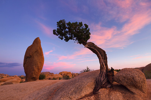 Juniper Tree and Balance Rock