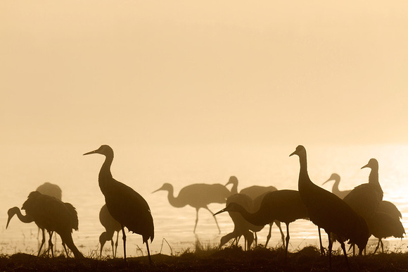 Sandhill Cranes in Silhouette