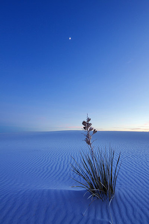 White Sands at Night