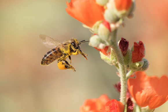 Pollen Covered Honeybee and Desert Mallow