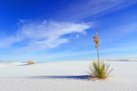 Yucca at White Sands