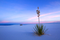 Yucca at Sunset 1