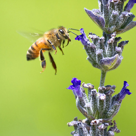 Honeybee and Lavender