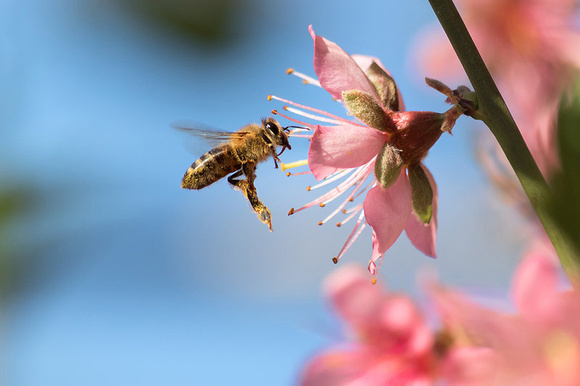 Honeybee and Peach Flower
