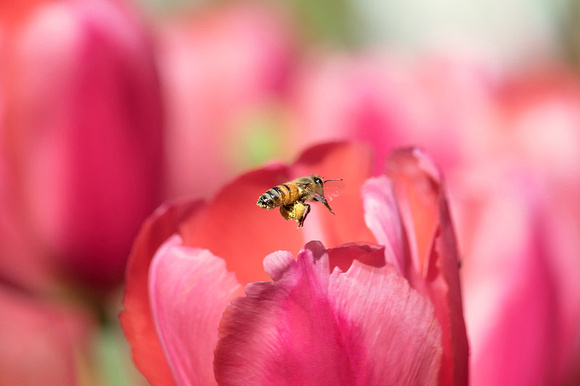 Honeybee and Tulips