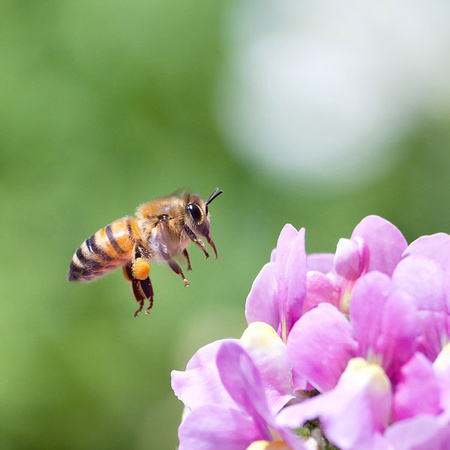 Honeybee and Pink Nemesia