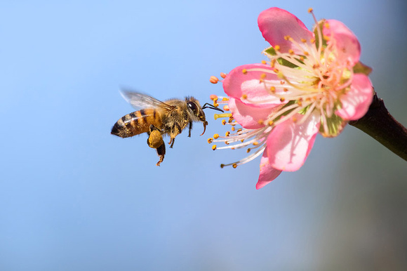 Honeybee and Peach Flower