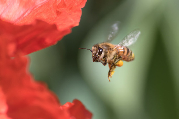 Honeybee and Red Poppy