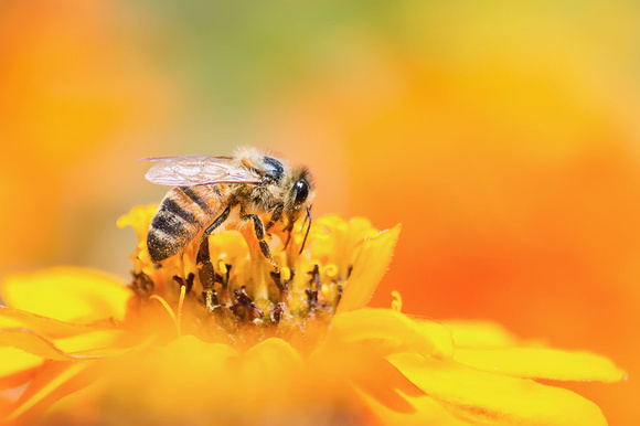 Honeybee on Daisy Flower