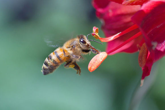 Honeybee Drinking