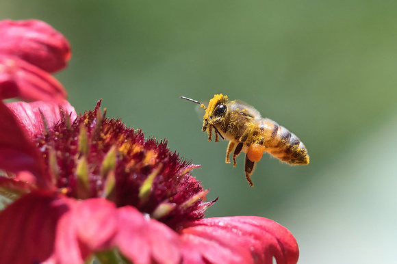 Honeybee and Red Daisy