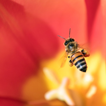 Honeybee and Tulip