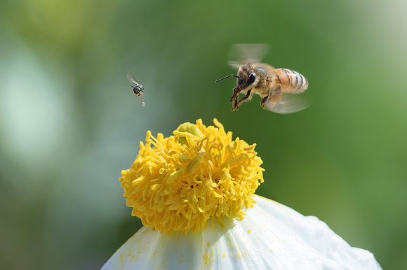 Honeybee and Sweat Bee