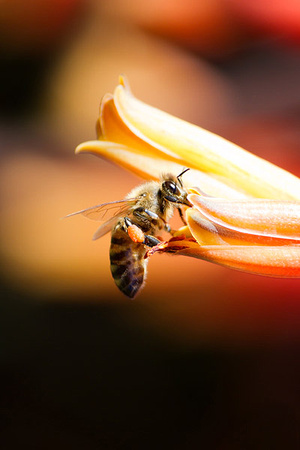 Honeybee and Aloe Flower