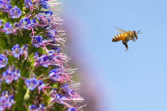 Honeybee and Pride of Madeira