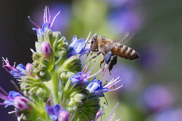 Honeybee with Blue Pollen