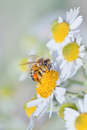 Honeybee and Daisy Flower