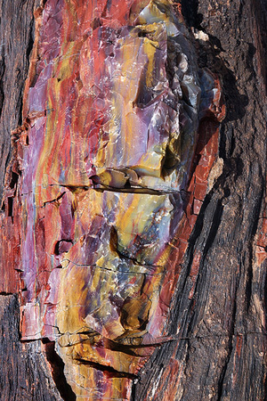 Colorful Petrified Wood