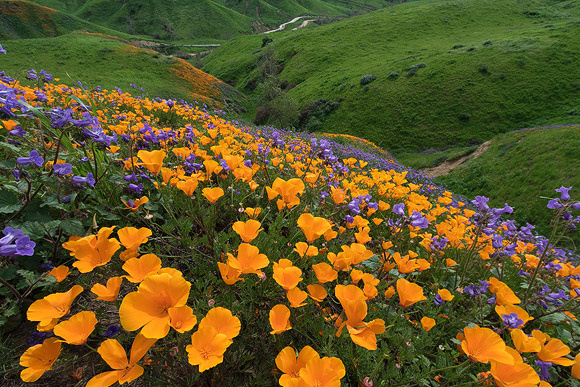 Chino Hills Wildflower