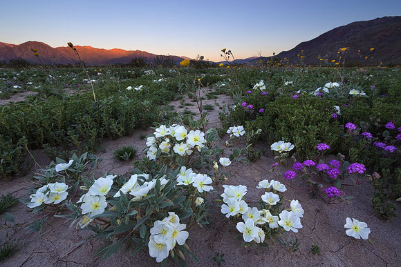 Anza Borrego Desert Wildflower