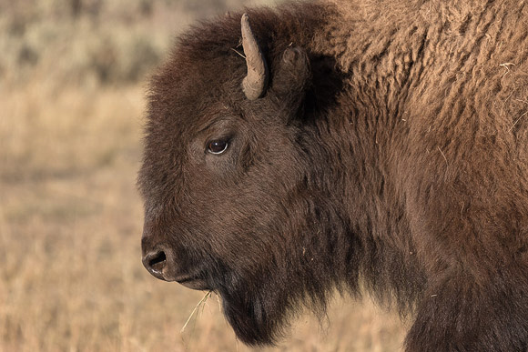 Young Bison Close-up